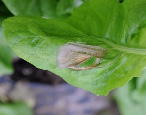 La sporulation de <b><i>Botrytis cinerea</i></b> est visible localement sur cette large lésion humide sur feuille de laitue dont la  teinte est beige à  brunâtre. (moisissure grise, grey mold)