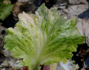 Feuille de salade montrant une panachure. <b>anomalie génétique</b>