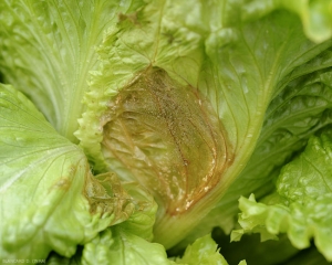 Pourriture s'initiant au coeur des feuilles de cette salade. <b><i>Botrytis cinerea</i></b> y sporule déjà. (moisissure grise, grey mold)