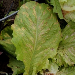 Des taches plus ou moins chlorotiques parsèment le limbe de cette feuille de salade.  <b><i>Bremia lactucae</i></b> (mildiou , downy mildew)