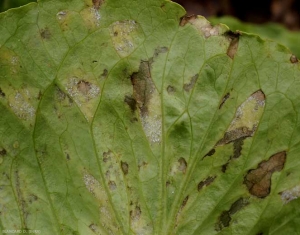 <b><i>Bremia lactucae</i></b> a plus ou moins sporulé sur ces taches de mildiou délimitées par les nervures du limbe. (mildiou, downy mildew)