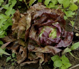 Les feuilles basses et intermédiaires de cette salade sont plus ou moins nécrotiques , certaines présentent des taches chlorotiques difficilement observables. <b><i>Bremia lactucae</i></b> (mildiou, downy mildew)