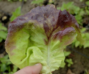 On distingue quelques taches chlorotiques plutôt délimitées par les nervures à la face supérieure du limbe de cette feuille de salade. <b><i>Bremia lactucae</i></b> (mildiou, downy mildew)