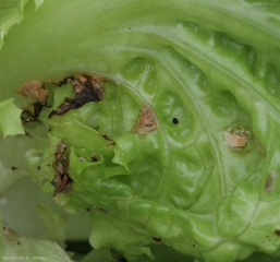 Quelques taches plus ou moins nécrotiques, beiges, rougeâtres à brunes, sont visible sur cette feuille de salade. <b>Taches de latex</b>