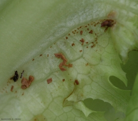 Le latex finit par se fragmenter et souiller le limbe des salades. <b>Taches de latex</b> 