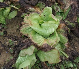 Cette salade a subi des températures bien inférieures à 0°C. En dégelant, elle montre un port flasque et des feuilles donnant l'apparence d'avoir été ébouillantées. <b>Dégâts dus au gel</b>