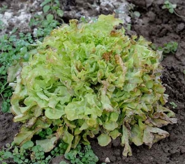 Sur cette salade qui a subi des températures bien inférieures à 0°C, les <b>Dégâts dus au gel</b> sont moins important, seules les extrémités des feuilles ont souffert et sont maintenant plus ou moins nécrosées.