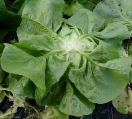 Des lésions orangées et nécrotiques sont apparues sur les feuilles de la couronne de cette laitue. <b>Dégâts dus au gel</b>