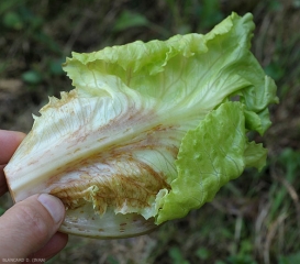 De nombreuses <b>macules de rouille</b> se sont formées sur la partie basse de cette feuille de salade, à la fois sur le limbe et la nervure principale (observation face inférieure). (russet spotting)