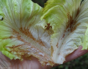 De nombreuses <b>macules de rouille</b> se sont formées sur la partie basse de cette feuille de salade, à la fois sur le limbe et la nervure principale (observation face supérieure). (russet spotting)