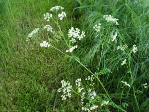 anthriscus-sylvestris7