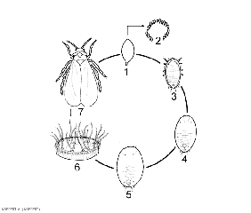 Aleurode6