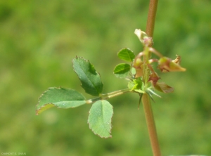 medicago-orbicularis5