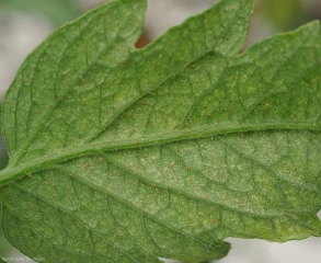 Détail de la face inférieure d'une foliole  de tomate fortement affectée par la pullulation d'<b>acariens</b>.On distingue bien la présence de ces derniers.