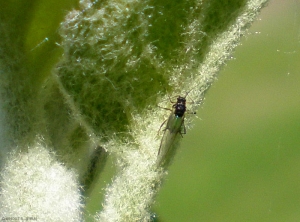 Adulte de <i>Aphis pomi</i>, le thorax est noir et l'abdomen vert. <b>Puceron vert non migrant du pommier</b> (green apple aphid)