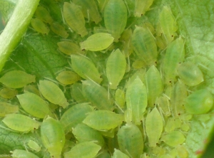 Individus aptères vert jaunâtre de <i>Myzus persicae</i> . <b>Puceron vert du pêcher</b> (peach-potato aphid)