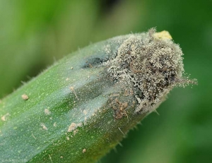 Détail d'une pourriture stylaire sur courgette : les tissus ont pris une teinte vert sombre à noirâtre et sont recouverts par une moisissure grise. <b><i>Botrytis cinerea</i></b> (pourriture grise, grey mold)