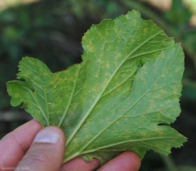 Détail de lésions chlorotiques à la face inférieure du limbe d'une feuille de courgette. <i><b>Pseudoperonospora cubensis</b></i> (mildiou, downy mildew)