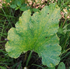 Cette feuille présente une mosaïque en petites taches jaunes caractéristique du mildiou sur courgette. Attention à ne pas la confondre avec celles provoquées par certains virus.  <i><b>Pseudoperonospora cubensis</b></i> (mildiou, downy mildew)