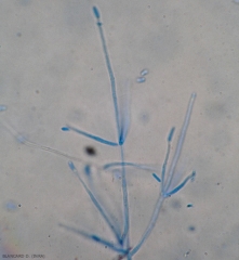 Verticillium13