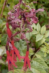 Aculops_fuschia2