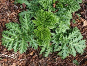 Feuillage d’un jeune plant.
© Robert Vidéki, Doronicum Kft., Bugwood.org