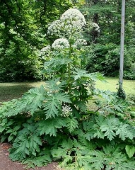 Plant. © Robert Vidéki, Doronicum Kft., Bugwood.org