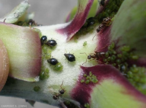 <i>Brachycaudus cardui</i> , forme aptère avec une grande tache dorsale noire brillante sur l'abdomen.  <b>Puceron de l'artichaut</b> (thistle aphid)