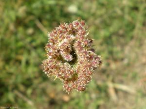 daucus-carota8