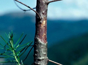 Nécrose ceinturante sur un plant de douglas, due au phomopsis  (©L.-M. Nageleisen)