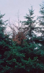 Dessèchement de cime suite à un chancre ceinturant (© L.-M. Nageleisen)
