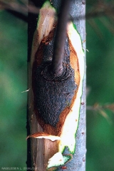 chancre en écusson à la base d'une branche infectée par le phomopsis (© L.-M. Nageleisen)