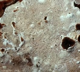 Face inférieure tubulée du carpophore du fomes des résineux