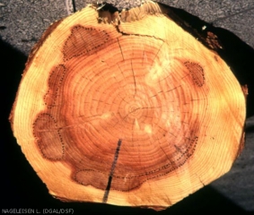 Tâches d’altération dans le bois causées par le fomes.