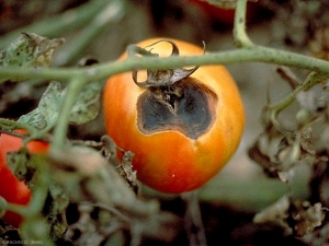 Sépales nécrosés et taches concaves déprimées situées au niveau de l’attache pédonculaire du fruit, portant une moisissure noire. Symptôme spécifique de l'Alternariose sur fruit.
© INRA
