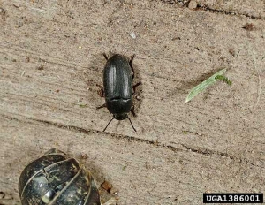 Adulte de <i>Phyllotreta pusilla.</i>
© Joseph Berger, Bugwood.
org