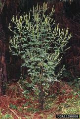 Ambroisie à feuilles d’armoise. © James H. Miller & Ted Bodner, Southern Weed Science Society, Bugwood.org