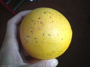 <i>Lepidosaphes beckii</i> sur pamplemousse. <b>Cochenille virgule des citrus</b> (citrus mussel scale)