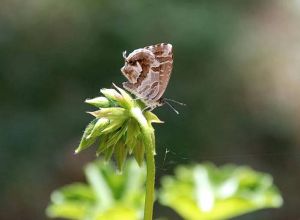 Brun du Pelargonium adulte. © Gilles Carcassès