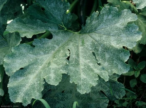 Les nervures de cette feuille de courgette s'éclaircissent progressivement. (<b>argenture</b>)