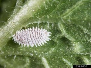 Planococcus citri sur menthe (Mentha spp. L.) © Charles Olsen, USDA APHIS PPQ, Bugwood.org