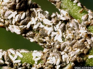 Cochenille du fusain, photo Clemson University - USDA Cooperative Extension Slide Series, Bugwood.org 