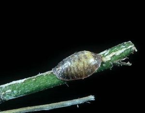 Jeune femelle sur rameau de Cornus sanguinea. © INRA