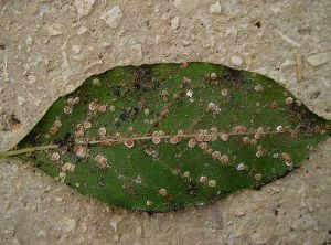 Cochenille sur feuille de laurier