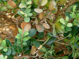 Vue générale des symptômes foliaires provoqués par <i>Cylindrocladium buxi</i> sur buis.