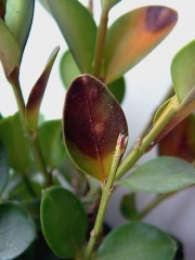 Taches foliaires de <i>Cylindrocladium buxi</i> sur buis. © Fredon Aquitaine