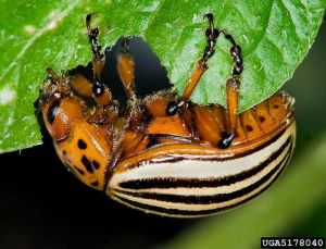 Adulte de doryphore. © David Cappaert, Michigan State University, Bugwood.org