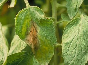 Large tache sur foliole se desséchant en son centre, huileuse et livide en périphérie. © INRA