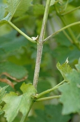 Mildiou sur rameaux : notez la lésion superficielle noirâtre qui ceinture celui-ci. © INRA