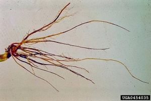 Racine de plant contaminé, montrant peu de radicelles (aspect « queue de rat »). © SCRIDundee Archive, Scottish Crop Research Institute, Bugwood.org